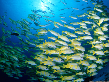 Aplicaciones de las enzimas de organismos marinos en la industria alimenticia pesquera