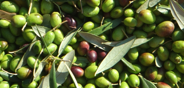 Maduracin del cultivar Barnea (Olea europaea L.) determinada por el mtodo del cido ascrbico