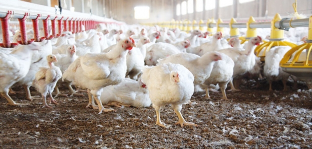 Hormonas exgenas en carne de pollo, creencias populares y evidencias cientficas con relacin a la crianza de aves de corral. Parte 2