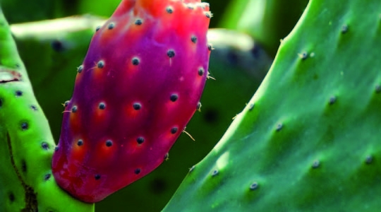 Formulacin de fideos secos tipo tallarines con harina de nopal (Opuntia ficus indica L Millar)  de alto contenido en fibra