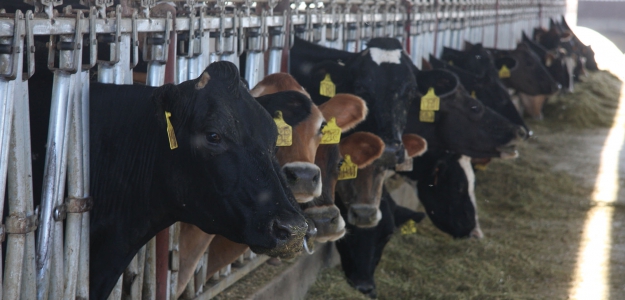 ?Qu es la nutrigenmica? Un ejemplo sobre la regulacin del perfil lipdico de la leche