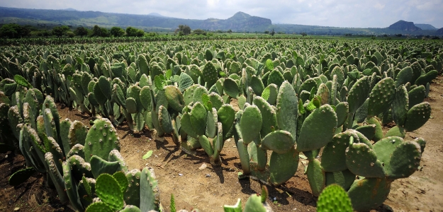 El nopal, una especie de zonas ridas productora de hidrocoloides naturales