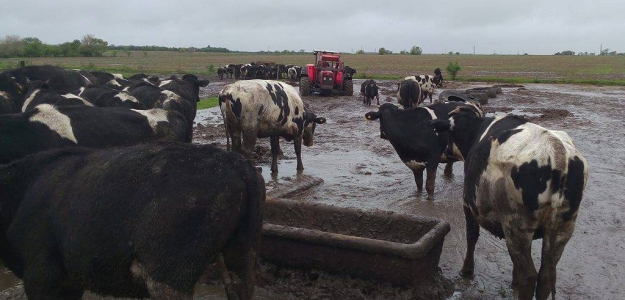 Polticas pblicas para la gestin del riesgo en el sector lechero argentino 