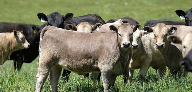 Produccin de terneros y calidad de carne de vaquillonas primparas F1 (charolais x angus) para diferentes mercados