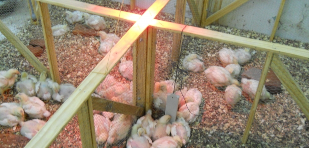 Monitoreo microbiolgico en vsceras de pollos parrilleros