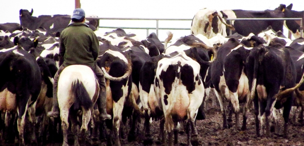 Produccin Primaria de Leche y su implicancia en el desarrollo  territorial de la Provincia de Santa Fe