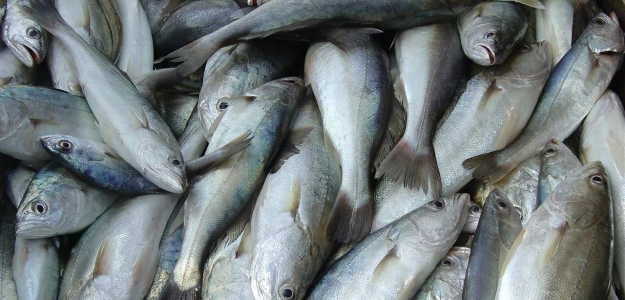 Informe FAO-OMS: riesgos y beneficios del consumo de pescado