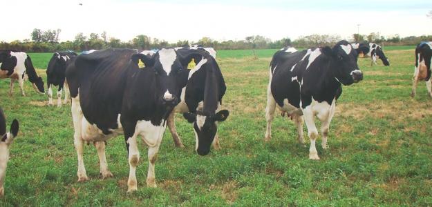Indicadores de calidad de la leche de sistemas productivos lecheros del NE de Santa Fe 2 Parte: cidos grasos totales