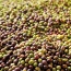 El reuso de lejas, una alternativa para disminuir la contaminacin en aguas residuales en la elaboracin de aceitunas verdes de la variedad Arauco