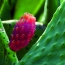 Formulacin de fideos secos tipo tallarines con harina de nopal (Opuntia ficus indica L Millar)  de alto contenido en fibra