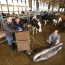 Vacas lecheras en sistema pastoril: un plus ambiental