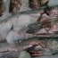 Desarrollo del mtodo del ndice de calidad (QIM) para evaluar la frescura de la merluza comn (Merluccius hubbsi) almacenada en hielo