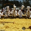 Una omelette gigante para celebrar el 131 aniversario de Pig