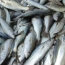 Informe FAO-OMS: riesgos y beneficios del consumo de pescado
