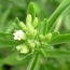 La Comisin Europea aprob el uso de la Stevia en algunos alimentos